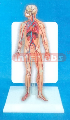 DESK TYPE 35CM TALL HUMAN BLOOD CIRCULATION SYSTEM WITH DESCRIPTION PLATE